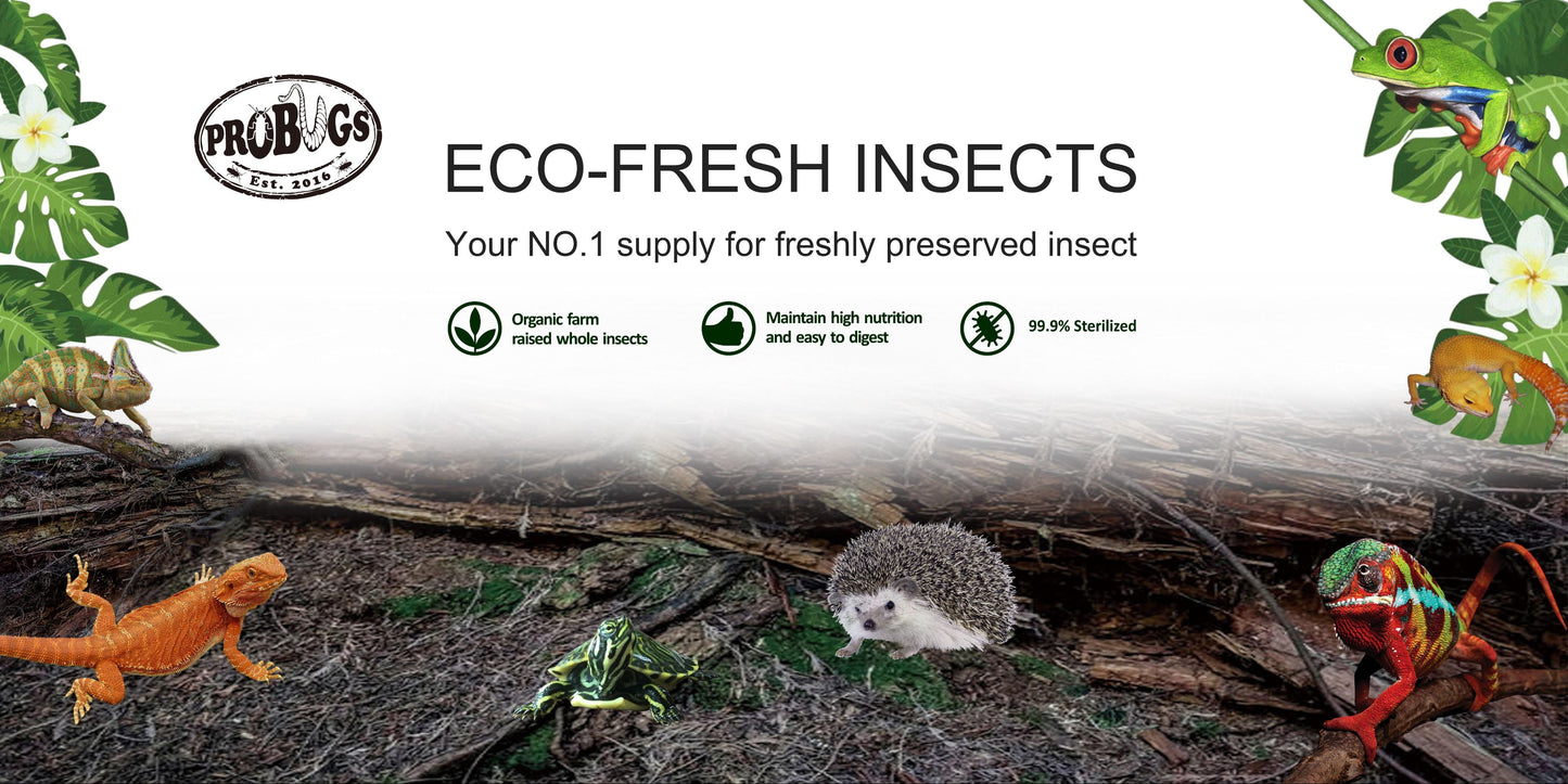 Probugs Riceworms (15G) - Nutritious Treat For Betta Fish & Reptiles All-Natural Fresh! Food