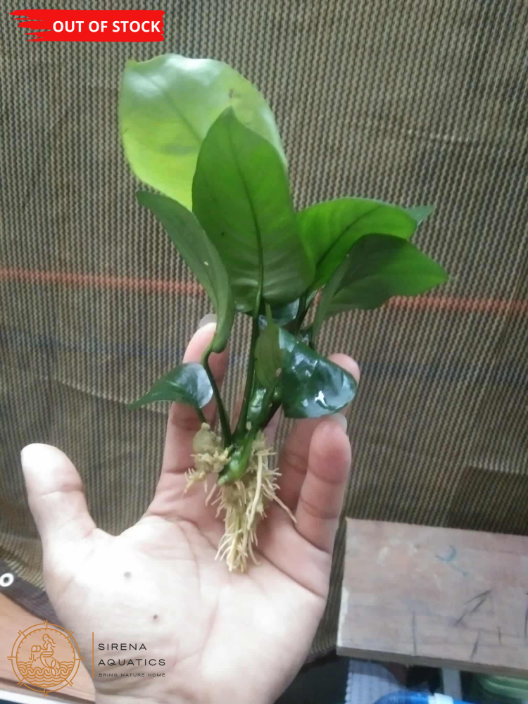 Anubias Barteri Var Nana Aquatic Plants