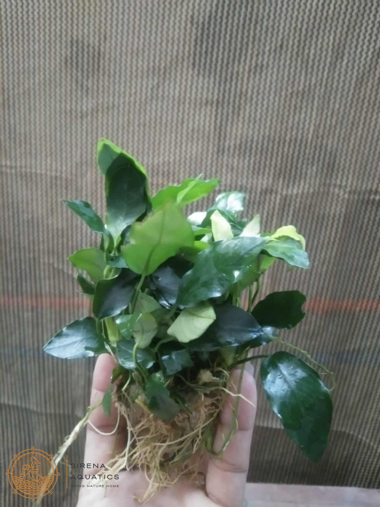 Anubias Barteri ’Wrinkle Leaf’ Aquatic Plants