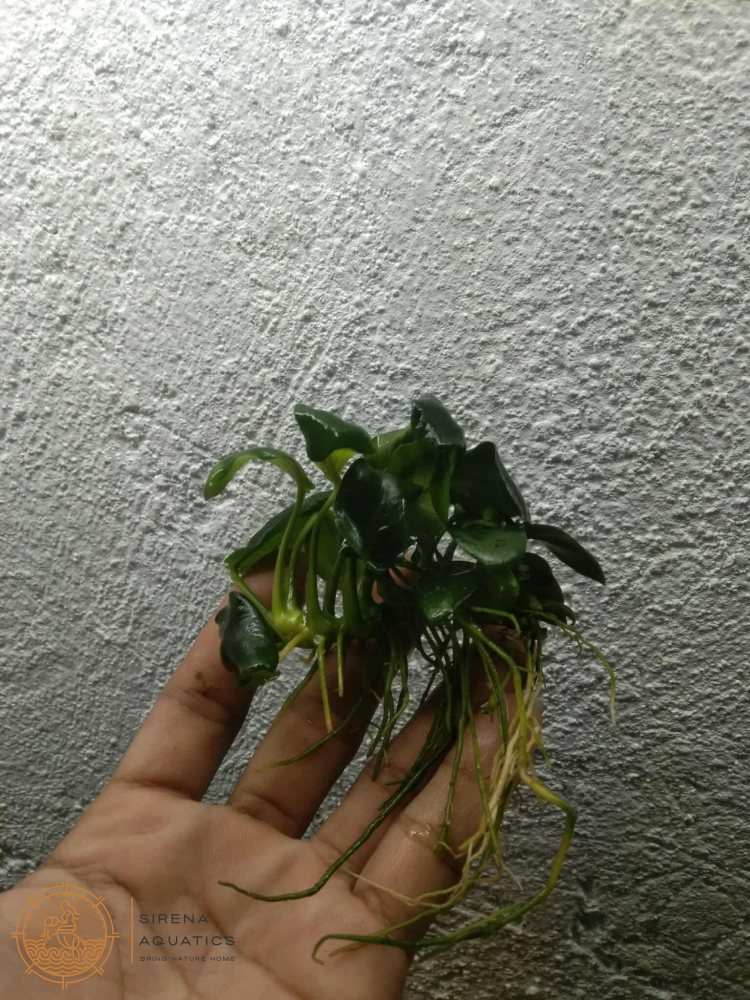 Anubias Nana Petite Aquatic Plants