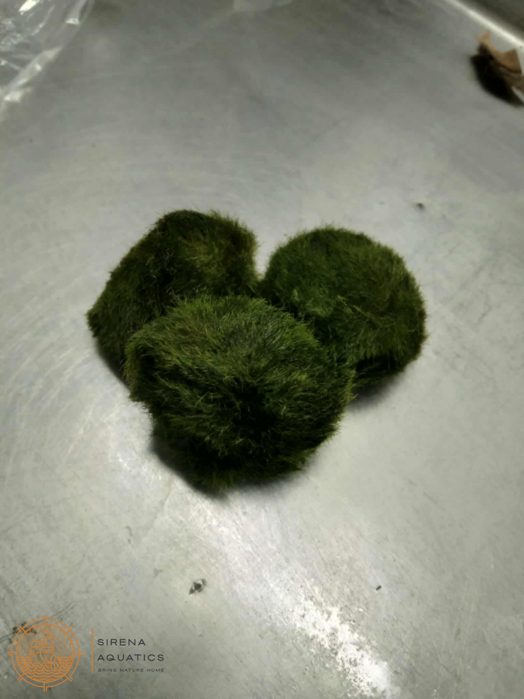 Marimo Moss Ball Aquatic Plants