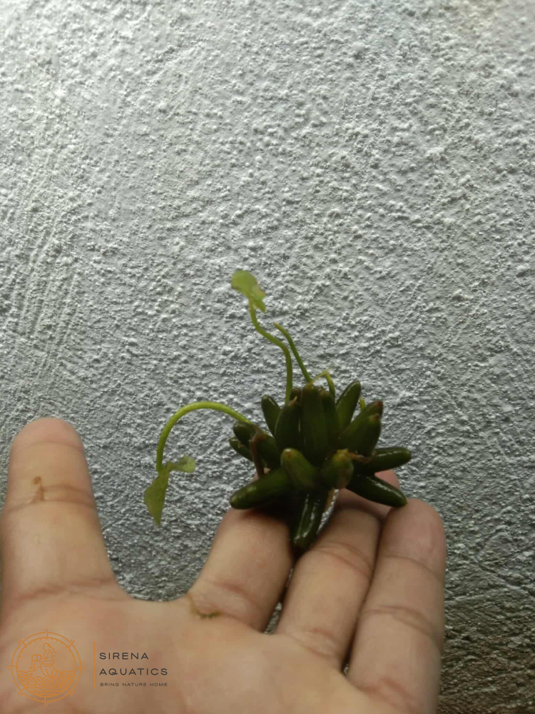 Nymphoides Aquatica Banana Plant Aquatic Plants