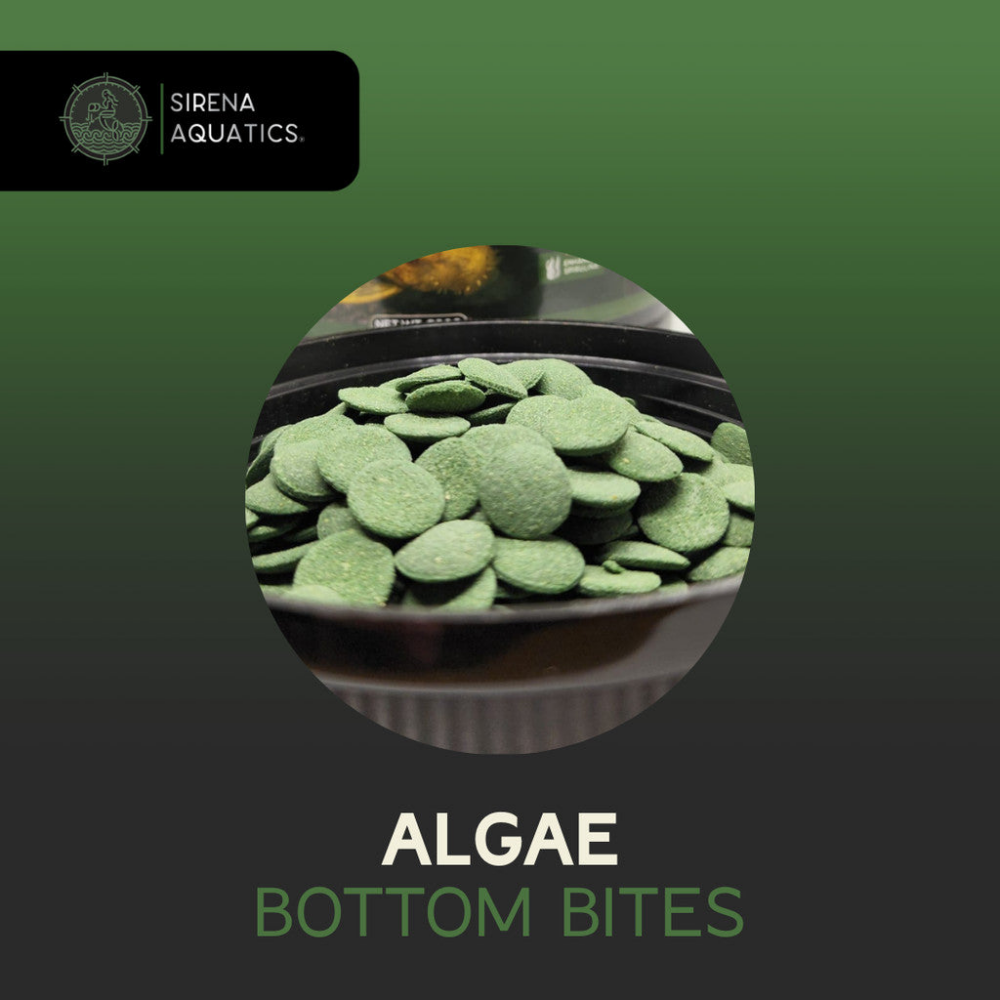 Sirena Aquatics Algae Bottom Bites For Bottom Dwelling Aquarium Fish 600g Fish Food
