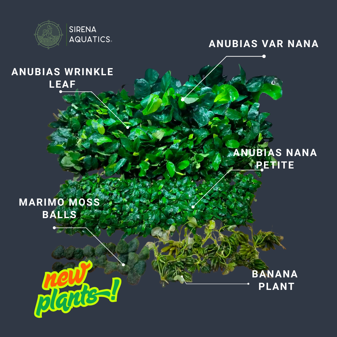 Aquatic Plants