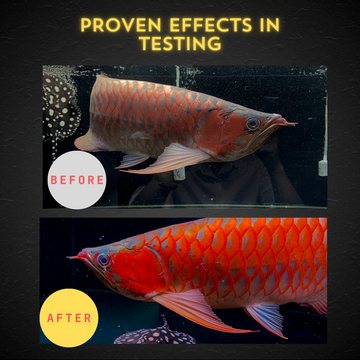 Zaohetian Arowana Tanning Light LED Lamp T8 with UVA/UVB - 45W