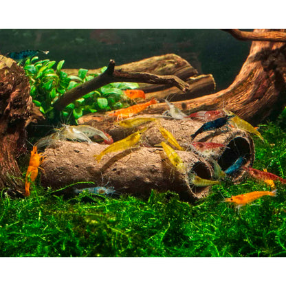 GlasGarten Crispy Caves - Edible caves for shrimp crayfish snails sucker catfish in aquarium