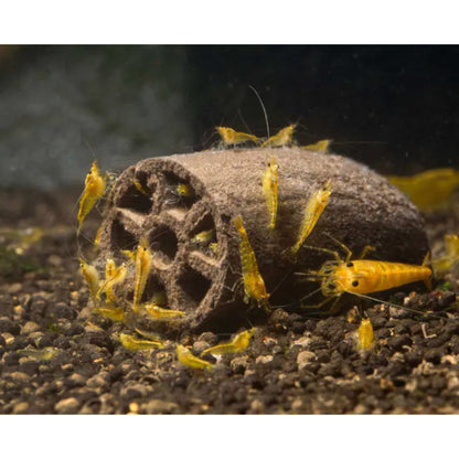 GlasGarten Crispy Caves - Edible caves for shrimp crayfish snails sucker catfish in aquarium