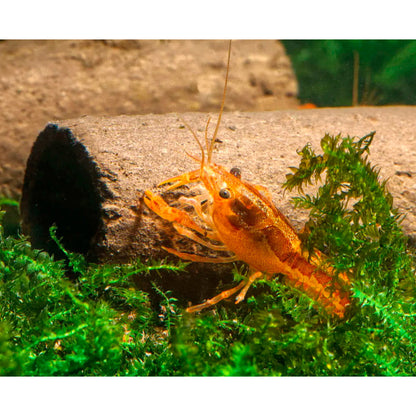 GlasGarten Crispy Caves - Edible caves for shrimp crayfish snails sucker catfish in aquarium