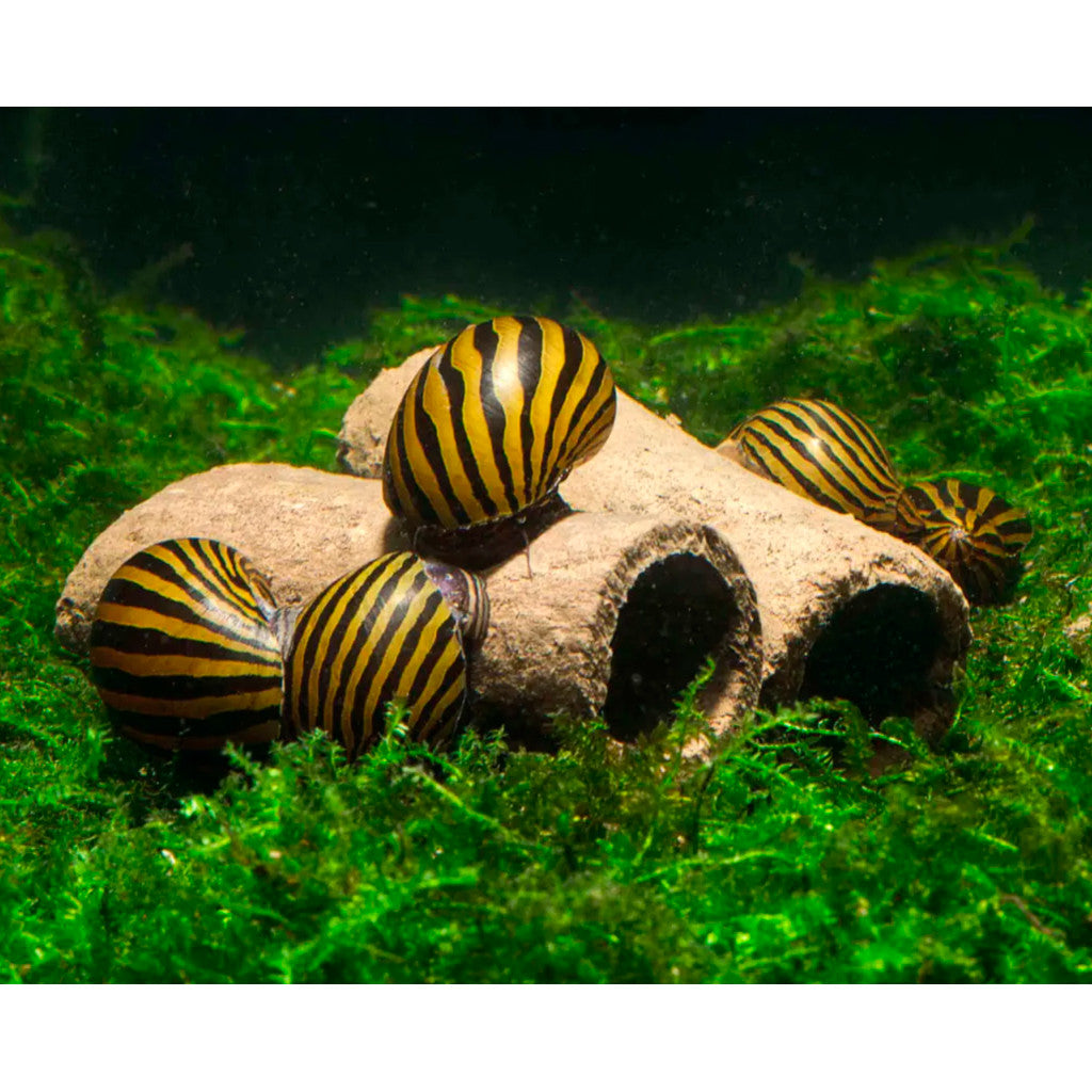GlasGarten Crispy Caves - Edible caves for shrimp crayfish snails sucker catfish in aquarium