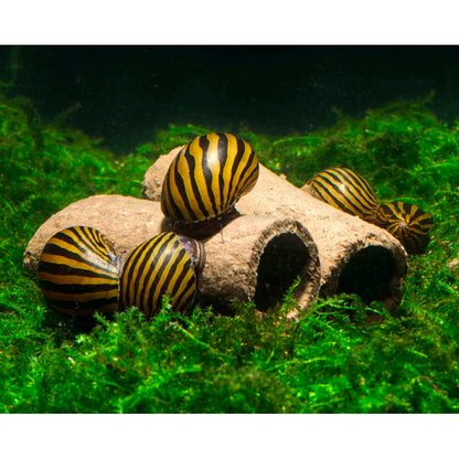 GlasGarten Crispy Caves - Edible caves for shrimp crayfish snails sucker catfish in aquarium
