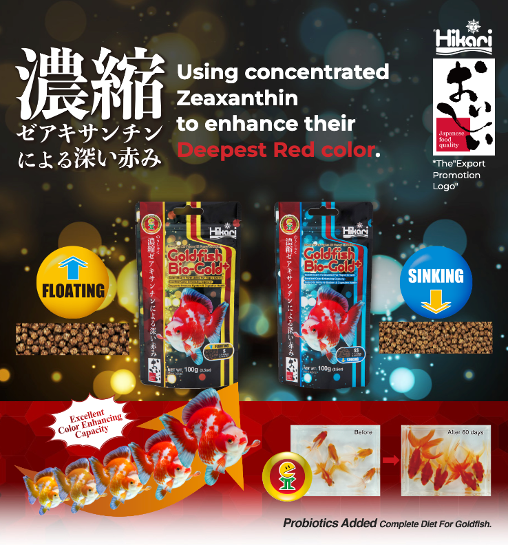 Hikari Goldfish Biogold Plus: Premium Fancy Food For Enhanced Color And Health Fish