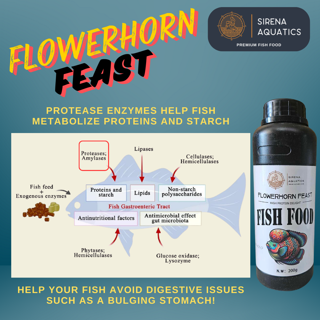 Sirena Aquatics Flowerhorn Feast Premium Fish Food - With Protease Enzymes And Asthaxanthin