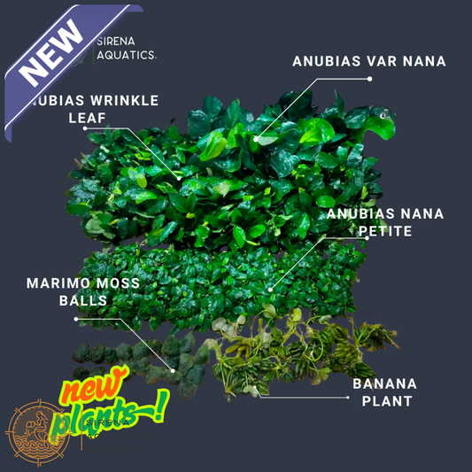 Anubias Barteri ’Wrinkle Leaf’ Aquatic Plants