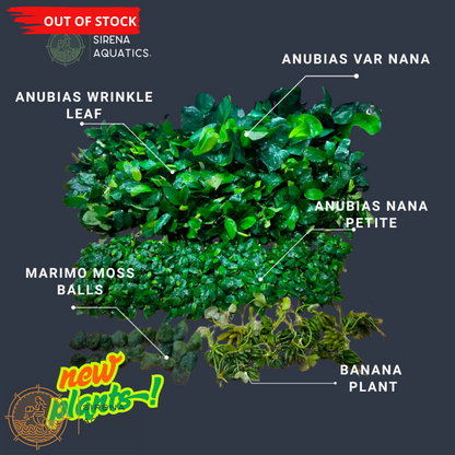 Anubias Nana Petite Aquatic Plants
