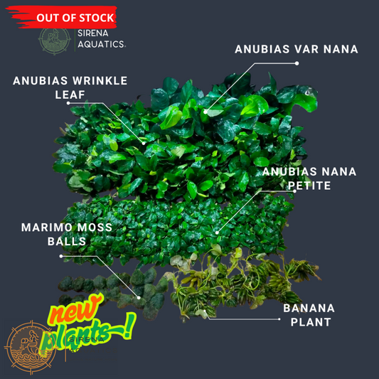 Anubias Nana Petite Aquatic Plants