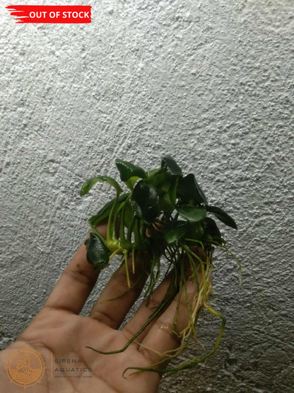Anubias Nana Petite Aquatic Plants