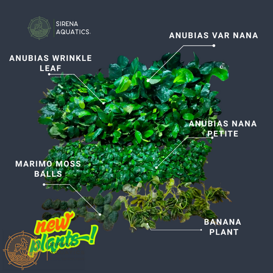 Anubias Nana Petite Aquatic Plants