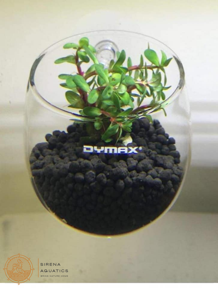 Dymax Crystal Cultivating Pot - Elegant Plant Holder For Aquascaping And Planted Tanks Supplies