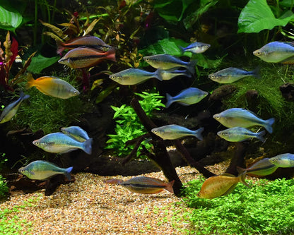 Seachem Equilibrium (300G) – Boost Plant Growth & Stability In Your Aquarium Ecosystem! Water