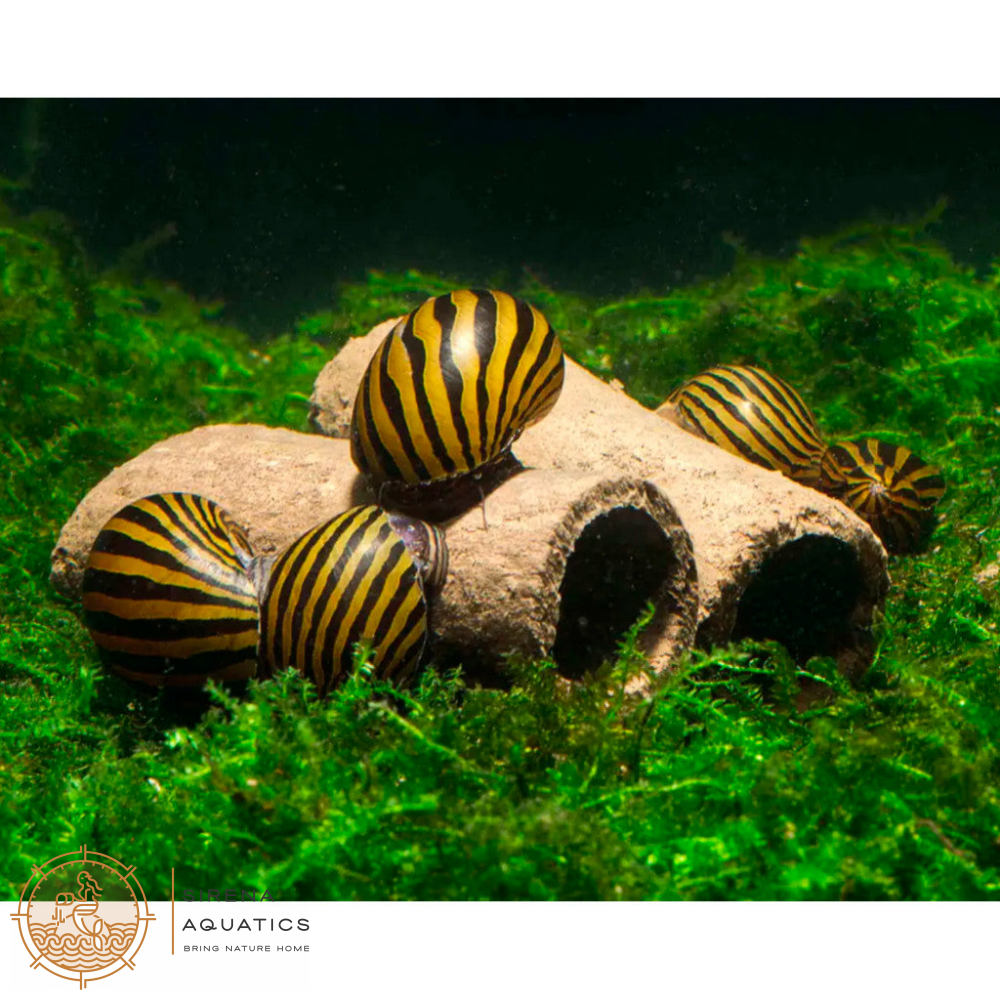 GlasGarten Crispy Caves - Edible caves for shrimp crayfish snails sucker catfish in aquarium