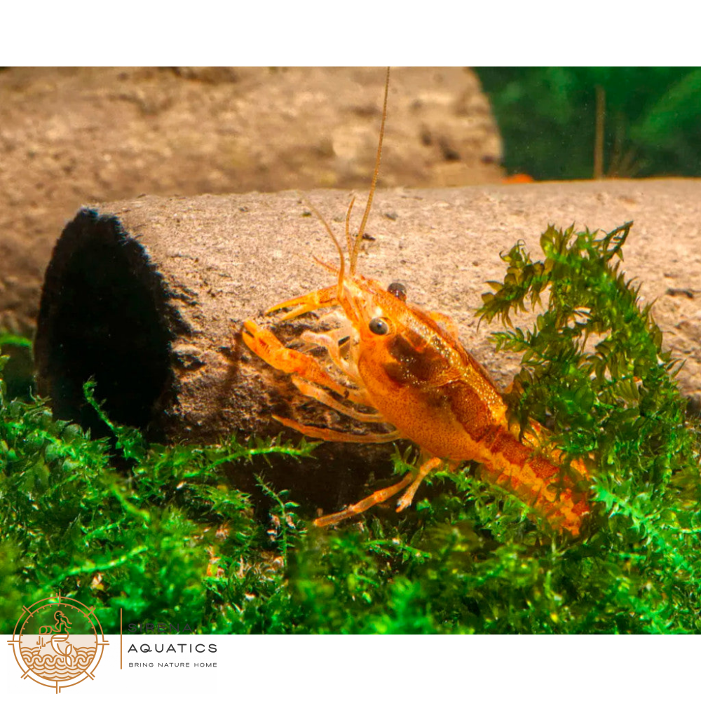 GlasGarten Crispy Caves - Edible caves for shrimp crayfish snails sucker catfish in aquarium