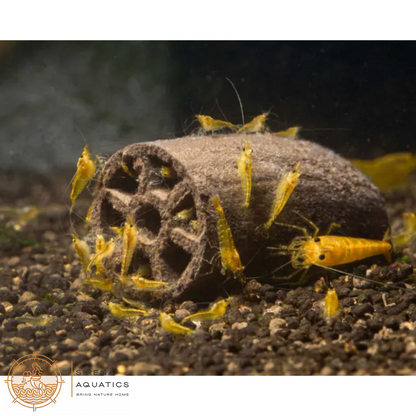 GlasGarten Crispy Caves - Edible caves for shrimp crayfish snails sucker catfish in aquarium