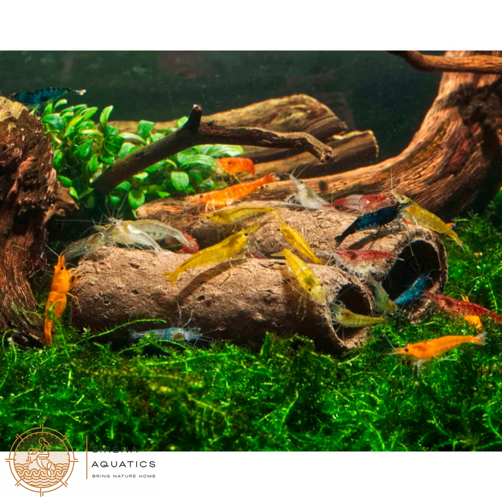 GlasGarten Crispy Caves - Edible caves for shrimp crayfish snails sucker catfish in aquarium