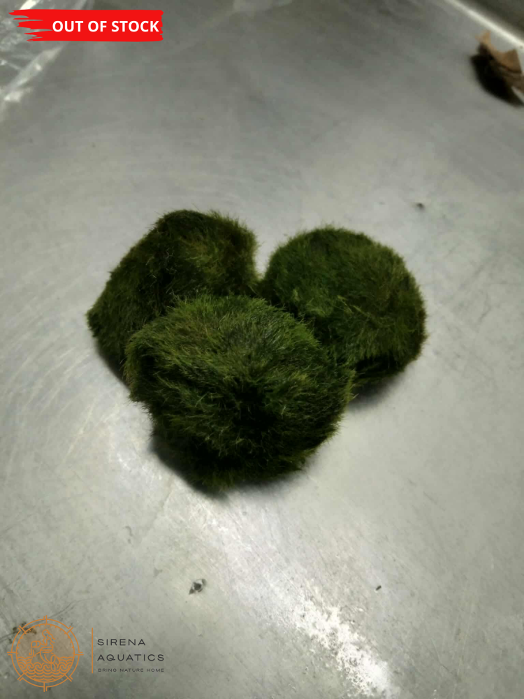 Marimo Moss Ball Aquatic Plants