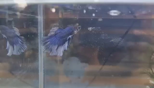 Blue streak - Delta Tail (Male) Premium Betta Fish Imported from Thailand (Pickup Only! - In-store, Lalamove, Grab, etc.)