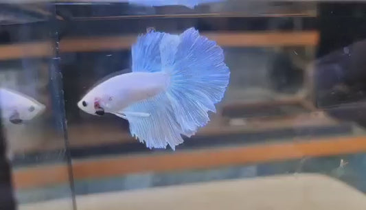 Pearl White - Half Moon (Male) Premium Betta Fish Imported from Thailand (Pickup Only! - In-store, Lalamove, Grab, etc.)