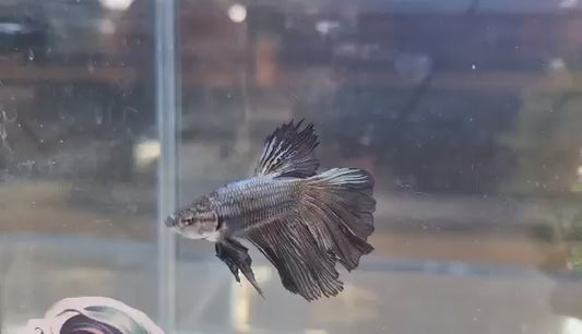 Black streak - Delta Tail (Male) Premium Betta Fish Imported from Thailand (Pickup Only! - In-store, Lalamove, Grab, etc.)