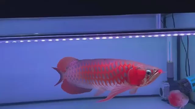 Zaohetian Arowana Tanning Light LED Lamp T8 with UVA/UVB - 45W