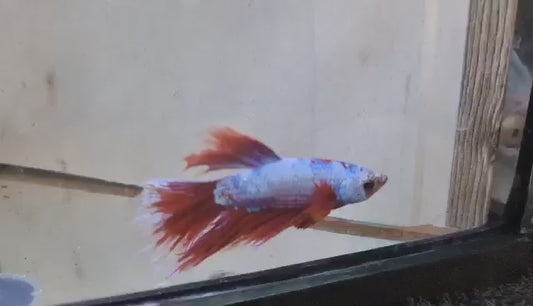 Red White - Comb Tail (Male) Premium Betta Fish Imported from Thailand (Pickup Only! - In-store, Lalamove, Grab, etc.)