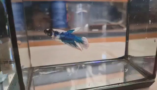 Blue White - Veil Tail (Male) Premium Betta Fish Imported from Thailand (Pickup Only! - In-store, Lalamove, Grab, etc.)