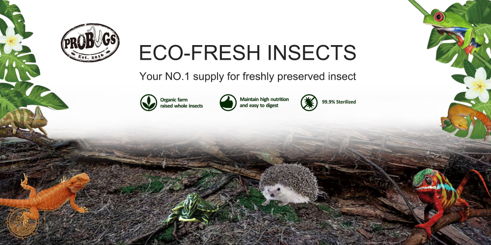 Probugs Dubia Cockroach (5Pcs) - High Protein All-Natural Food For Monster Fish Reptiles &