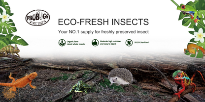 Probugs Dubia Cockroach (5Pcs) - High Protein All-Natural Food For Monster Fish Reptiles &