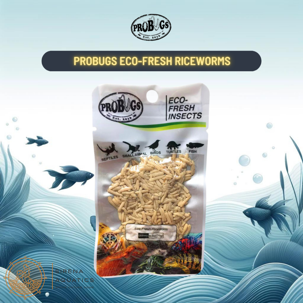 Probugs Riceworms (15G) - Nutritious Treat For Betta Fish & Reptiles All-Natural Fresh! Food