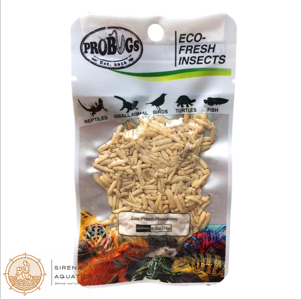 Probugs Riceworms (15G) - Nutritious Treat For Betta Fish & Reptiles All-Natural Fresh! Food