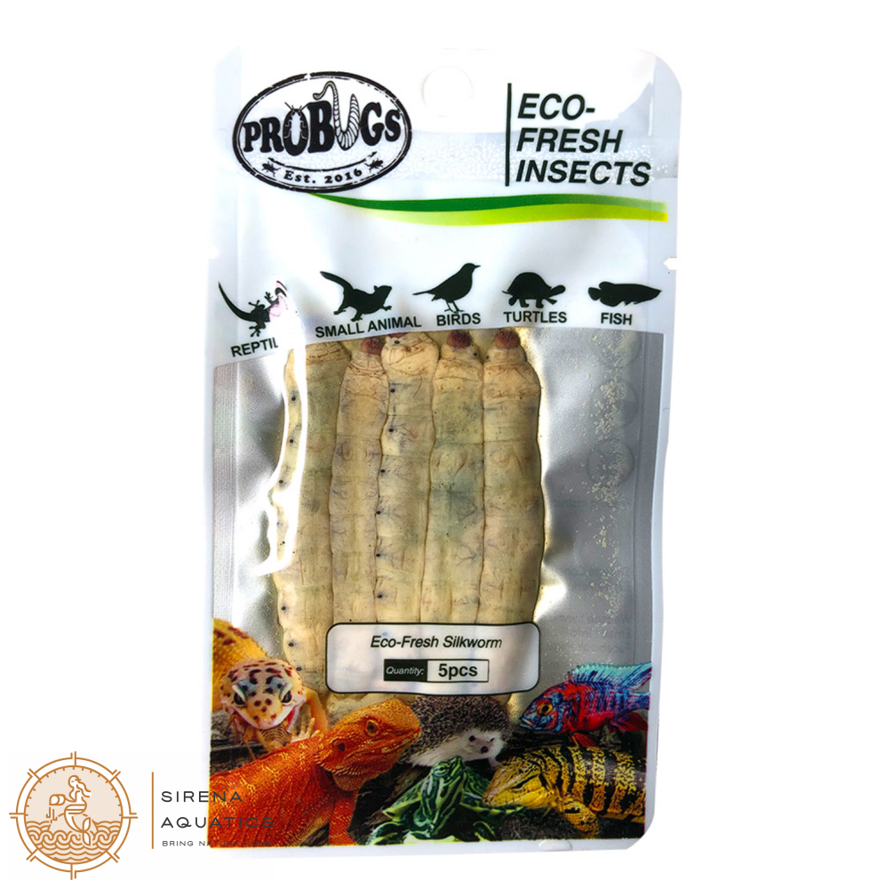 Probugs Silkworms (5Pcs) - Nutritious Eco-Fresh Food For Reptiles & Fish Bacteria-Free Treat!
