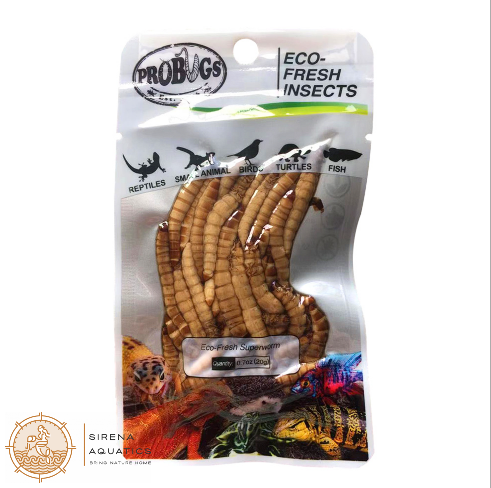 Probugs Superworms (20G) - Nutritious Snack For Reptiles Birds & Fish | High Protein Fresh! Food