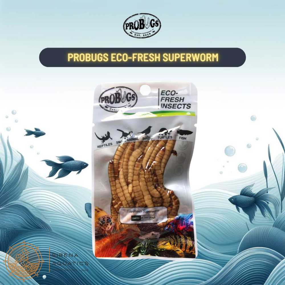 Probugs Superworms (20G) - Nutritious Snack For Reptiles Birds & Fish | High Protein Fresh! Food