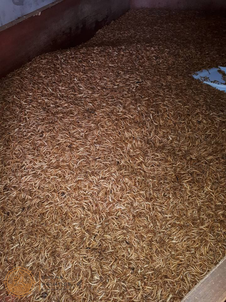 Probugs Superworms (20G) - Nutritious Snack For Reptiles Birds & Fish | High Protein Fresh! Food