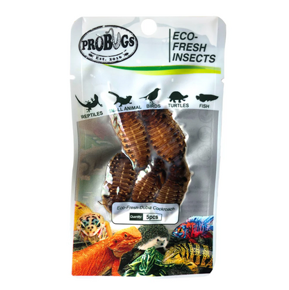 Probugs Dubia Cockroach (5Pcs) - High Protein All-Natural Food For Monster Fish Reptiles &