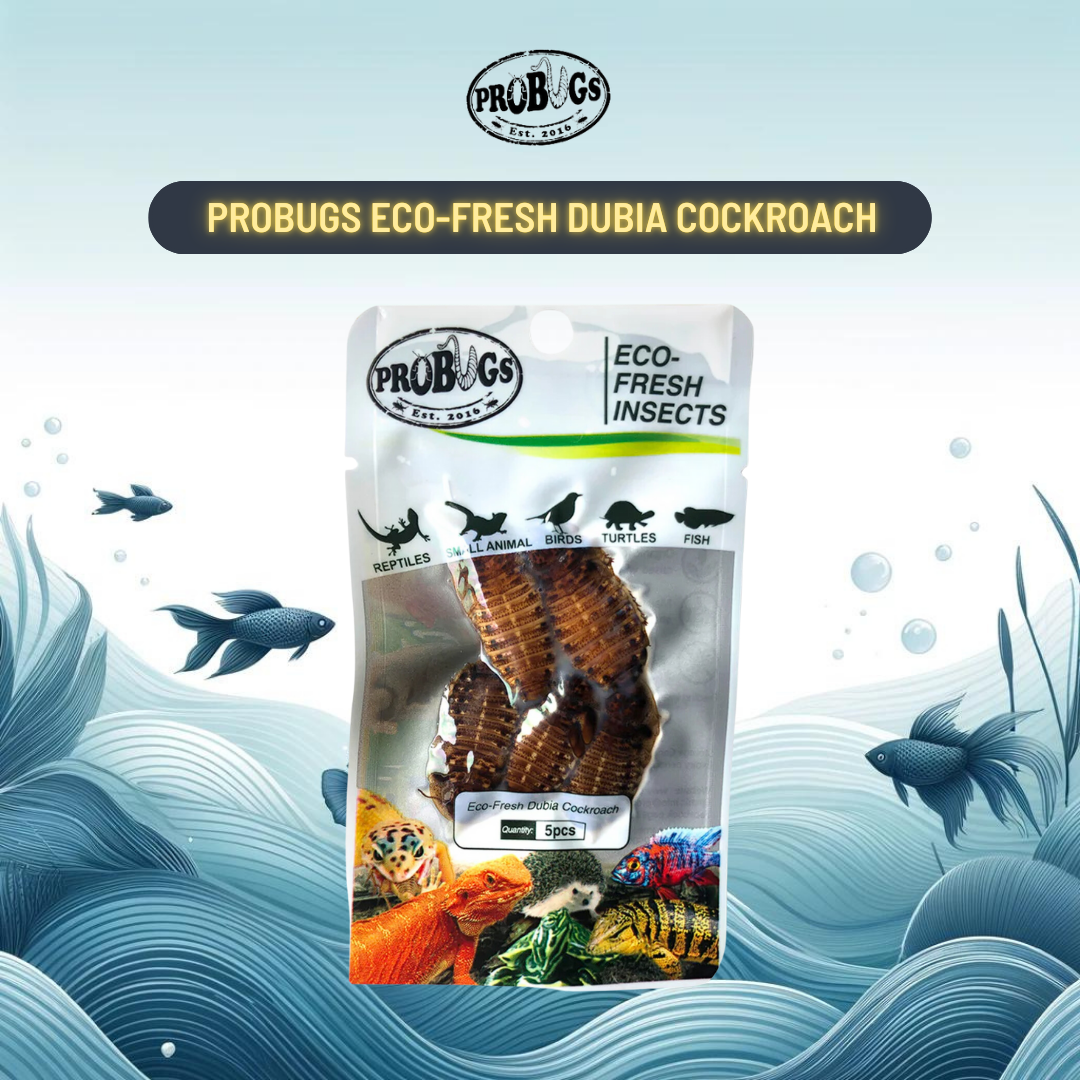 Probugs Dubia Cockroach (5Pcs) - High Protein All-Natural Food For Monster Fish Reptiles &