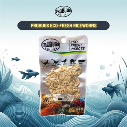 Probugs Riceworms (15G) - Nutritious Treat For Betta Fish & Reptiles All-Natural Fresh! Food