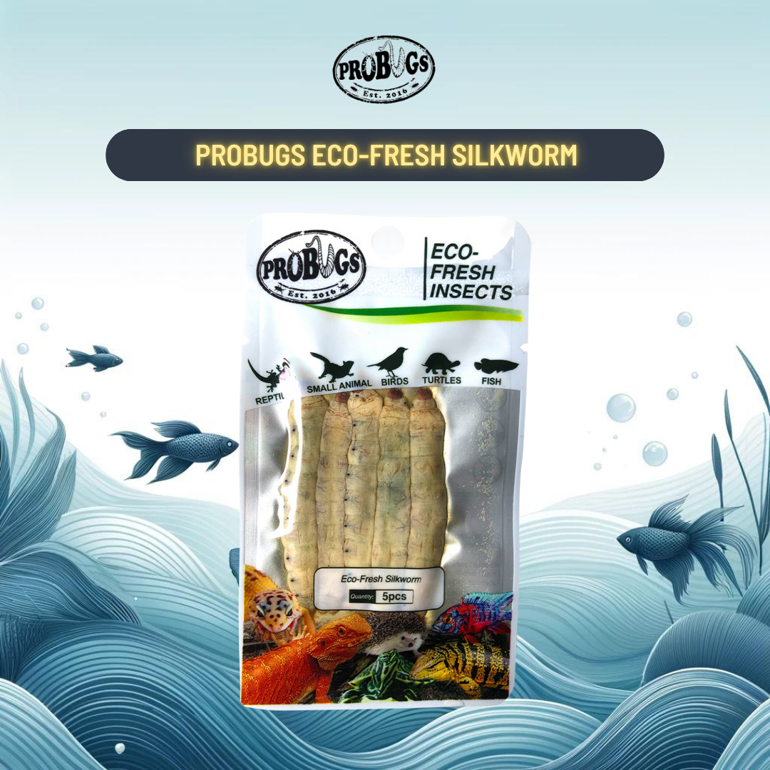 Probugs Silkworms (5Pcs) - Nutritious Eco-Fresh Food For Reptiles & Fish Bacteria-Free Treat!
