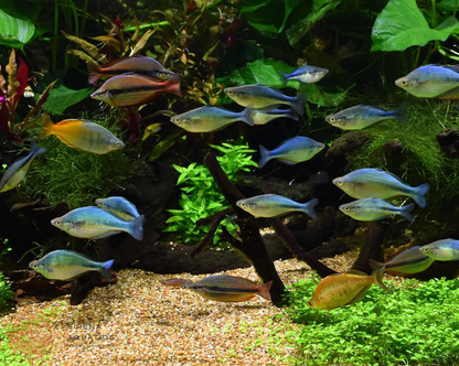 Seachem Equilibrium (300G) – Boost Plant Growth & Stability In Your Aquarium Ecosystem! Water