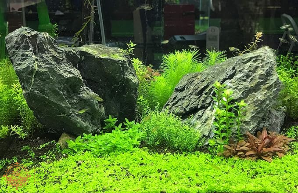 Seachem Flourish: Ultimate Plant Supplement For Thriving Planted Aquariums Water Additives