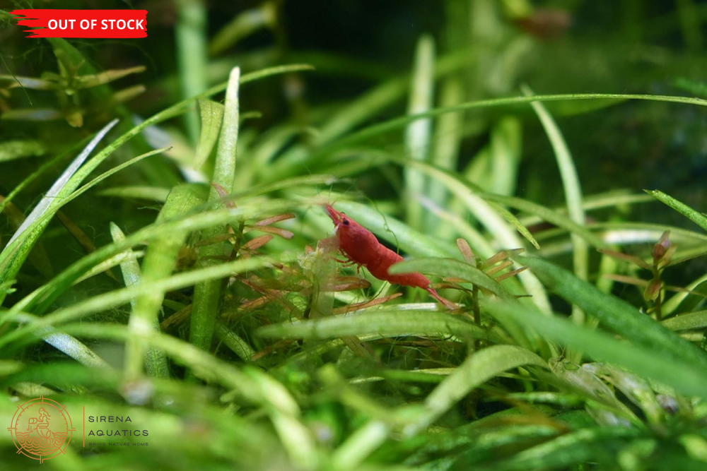 Seachem Purigen (100Ml) - Premium Filtration For Crystal-Clear Aquarium Water Treatments